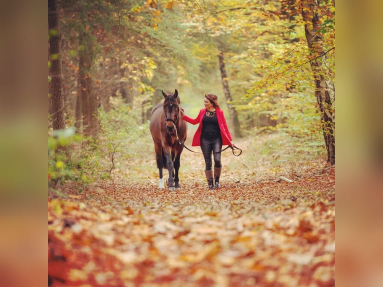 Groninger Stallion 8 years 16,2 hh in Grolloo