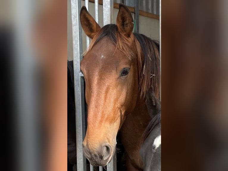 Groninger Stallone 3 Anni Baio in Oudega