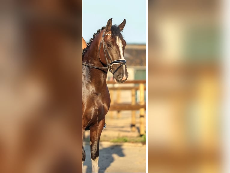 Groninger Wallach 7 Jahre 165 cm Dunkelbrauner in Bourtange Groninger Wallach 7 Jahre 165 cm Dunkelbrauner in Bourtange