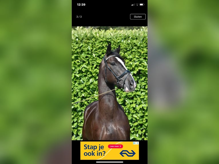 Groninger Wallach 7 Jahre 165 cm Dunkelbrauner in Bourtange Groninger Wallach 7 Jahre 165 cm Dunkelbrauner in Bourtange