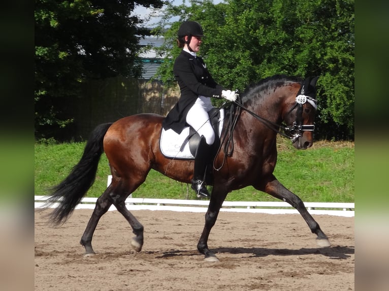 GUAJIRO PRE Stallion Brown in Hochdorf-Assenheim