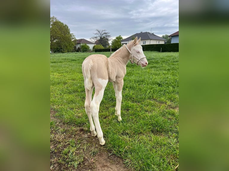 GUN IN SPARK American Quarter Horse Hengst Palomino in Steinen