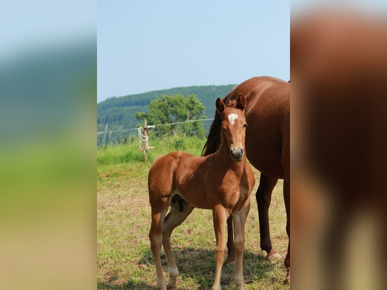 GUN IN SPARK American Quarter Horse Hengst Palomino in Steinen