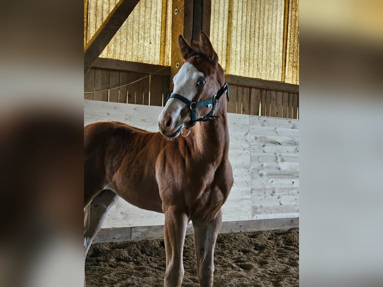 GUN IN SPARK American Quarter Horse Hengst Palomino in Steinen