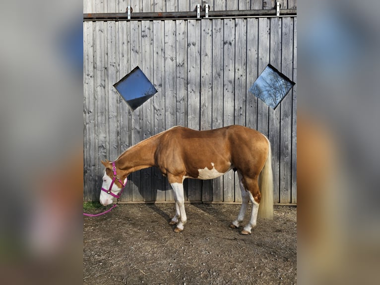 GUN IN SPARK American Quarter Horse Hengst Palomino in Steinen