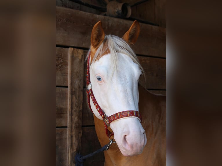 GUN IN SPARK American Quarter Horse Hengst Palomino in Steinen