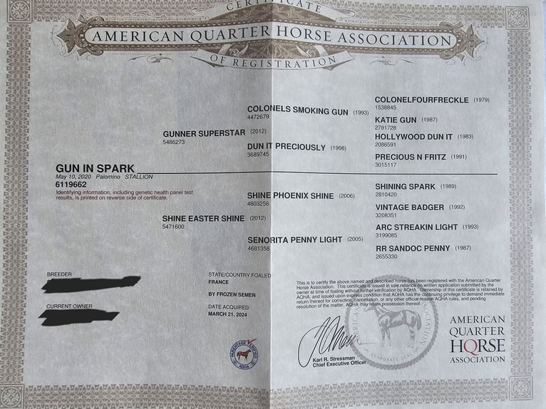 GUN IN SPARK American Quarter Horse Ogier in Steinen
