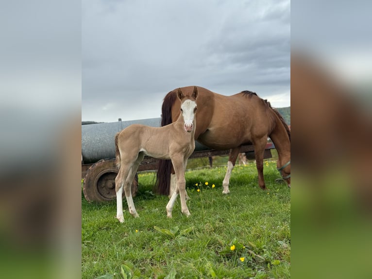 GUN IN SPARK American Quarter Horse Stallion Palomino in Steinen