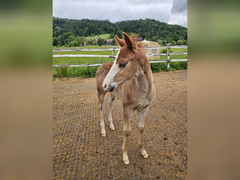 GUN IN SPARK American Quarter Horse Stallion Palomino in Steinen