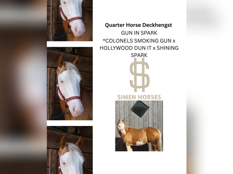 GUN IN SPARK American Quarter Horse Stallone Palomino in Steinen