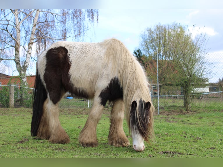 Gypsy Horse Gelding 10 years 12.2 hh Pinto in Rahden