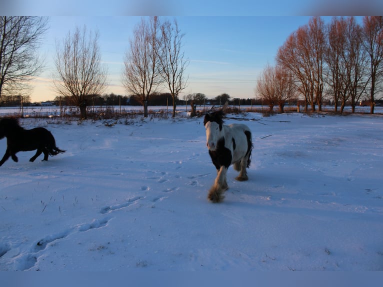 Gypsy Horse Gelding 10 years 12.2 hh Pinto in Rahden