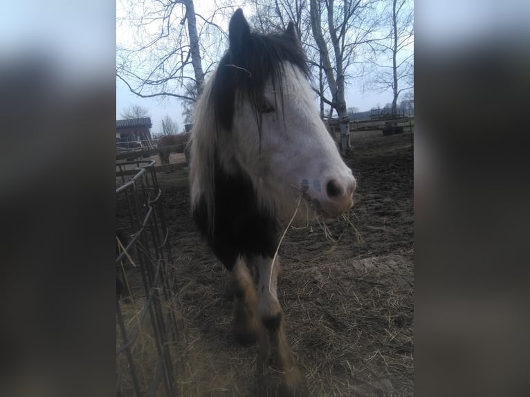 Gypsy Horse Gelding 10 years 12.2 hh Pinto in Rahden