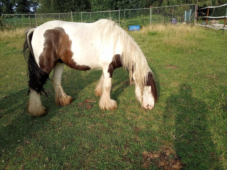 Gypsy Horse Gelding 10 years 12.2 hh Pinto in Rahden