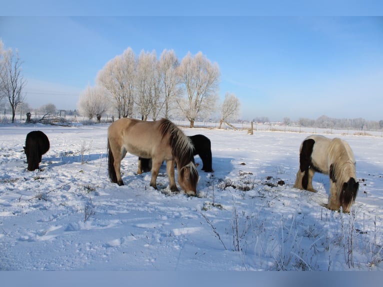 Gypsy Horse Gelding 10 years 12.2 hh Pinto in Rahden