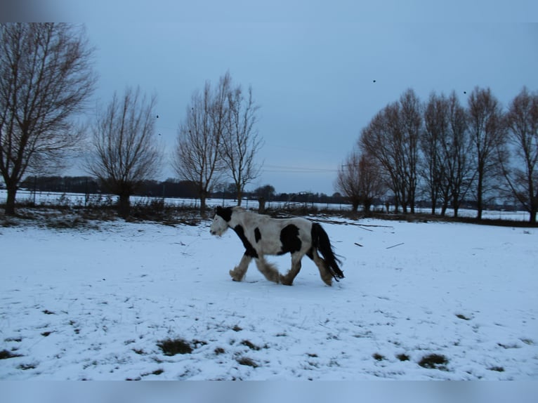 Gypsy Horse Gelding 10 years 12.2 hh Pinto in Rahden