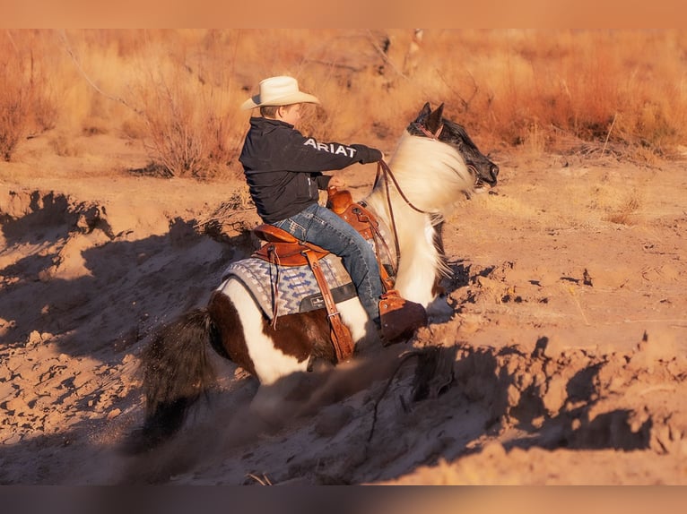 Gypsy Horse Mix Gelding 10 years 12 hh in Caballo, NM