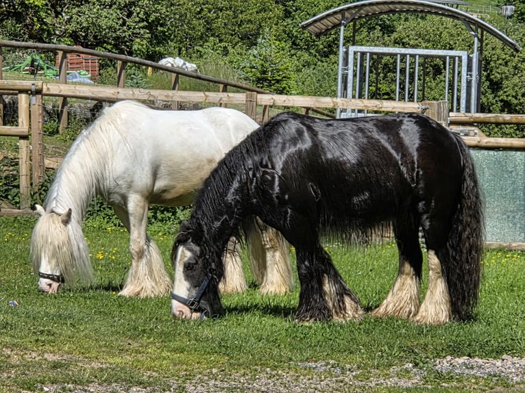 Gypsy Horse Gelding 10 years 12,1 hh Gray in Schopfheim