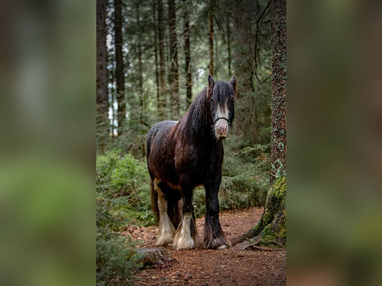 Gypsy Horse Gelding 10 years 12,1 hh Gray in Schopfheim