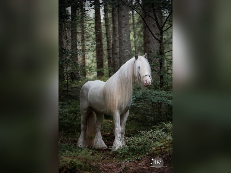 Gypsy Horse Gelding 10 years 12,1 hh Gray in Schopfheim