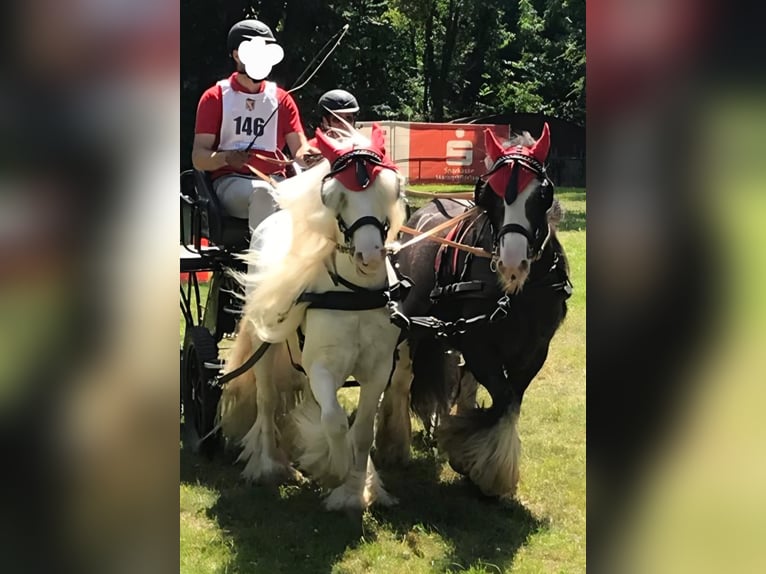Gypsy Horse Gelding 10 years 12,1 hh Gray in Schopfheim