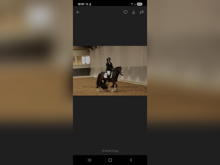 Gypsy Horse Gelding 10 years 12,2 hh Black in Pijnacker