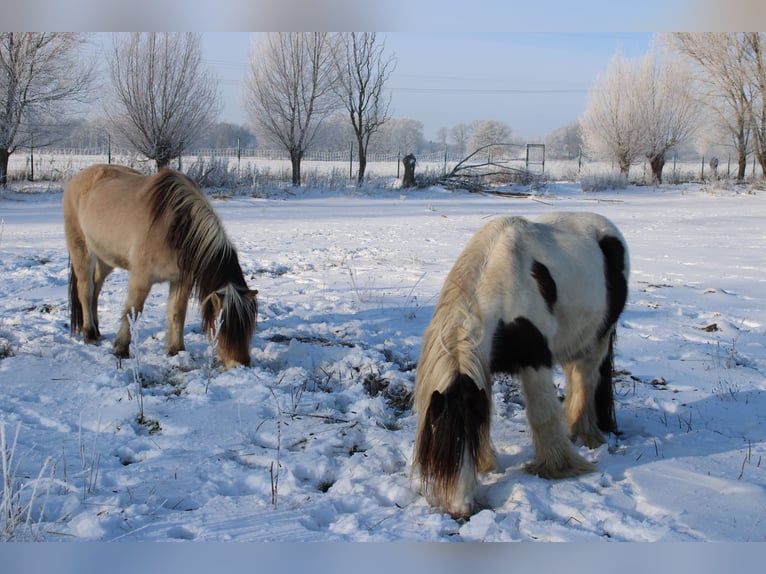 Gypsy Horse Gelding 10 years 12,2 hh Pinto in Rahden