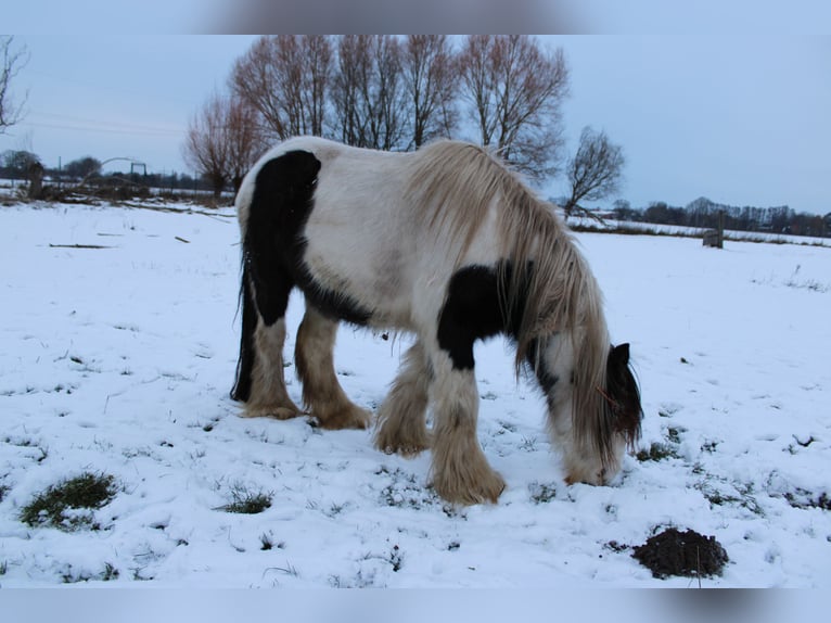 Gypsy Horse Gelding 10 years 12,2 hh Pinto in Rahden