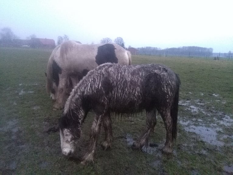 Gypsy Horse Gelding 10 years 12,2 hh Pinto in Rahden