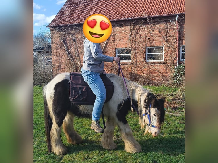 Gypsy Horse Gelding 10 years 12,2 hh Pinto in Rahden