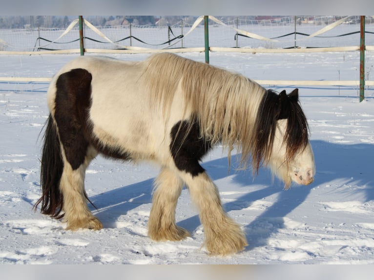 Gypsy Horse Gelding 10 years 12,2 hh Pinto in Rahden