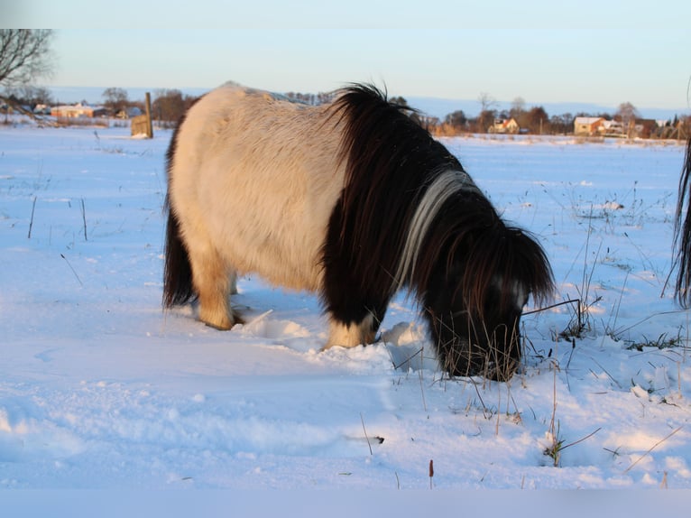 Gypsy Horse Gelding 10 years 12,2 hh Pinto in Rahden