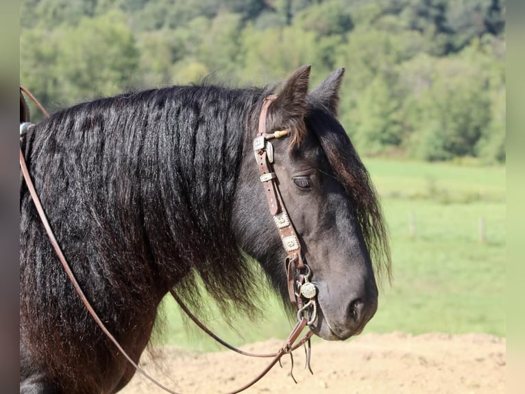 Gypsy Horse Gelding 10 years 13,1 hh Black in Beaver Springs