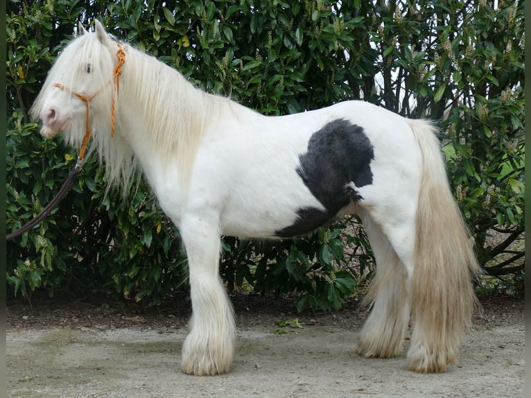 Gypsy Horse Gelding 10 years 13,1 hh Pinto in Lathen