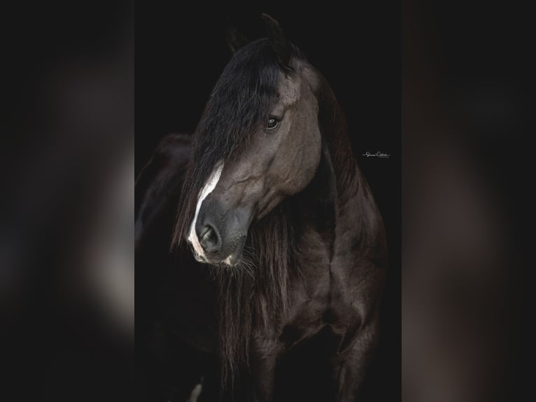 Gypsy Horse Gelding 10 years 13,2 hh Black in Brooksville Florida