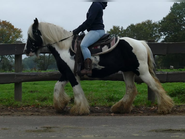 Gypsy Horse Gelding 10 years 13 hh Pinto in Lathen