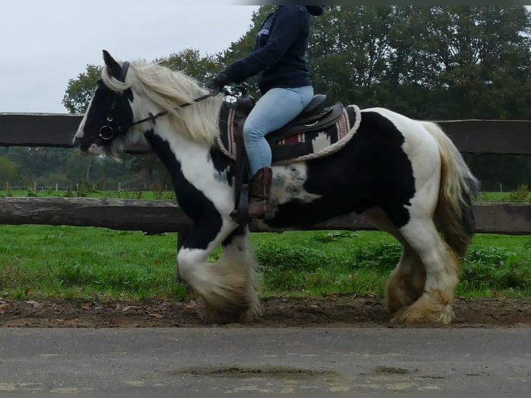 Gypsy Horse Gelding 10 years 13 hh Pinto in Lathen