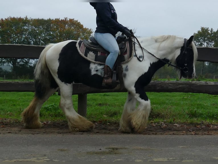 Gypsy Horse Gelding 10 years 13 hh Pinto in Lathen