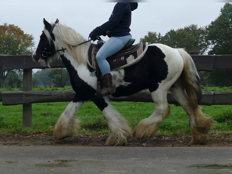 Gypsy Horse Gelding 10 years 13 hh Pinto in Lathen