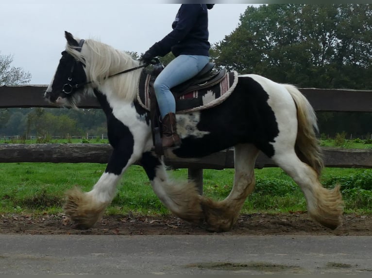 Gypsy Horse Gelding 10 years 13 hh Pinto in Lathen