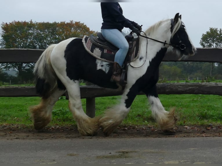Gypsy Horse Gelding 10 years 13 hh Pinto in Lathen