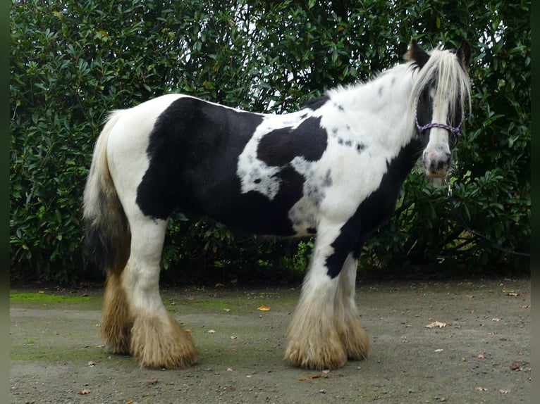 Gypsy Horse Gelding 10 years 13 hh Pinto in Lathen
