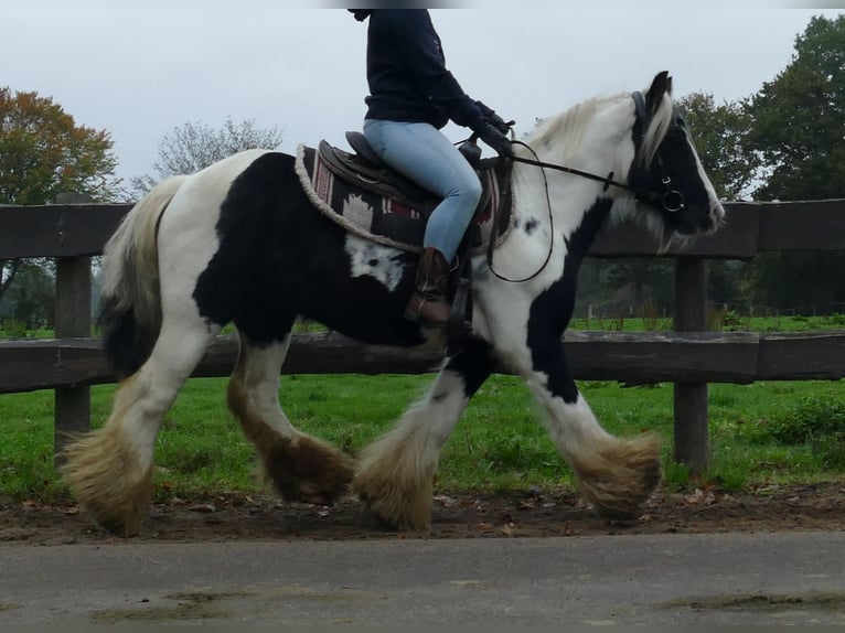 Gypsy Horse Gelding 10 years 13 hh Pinto in Lathen