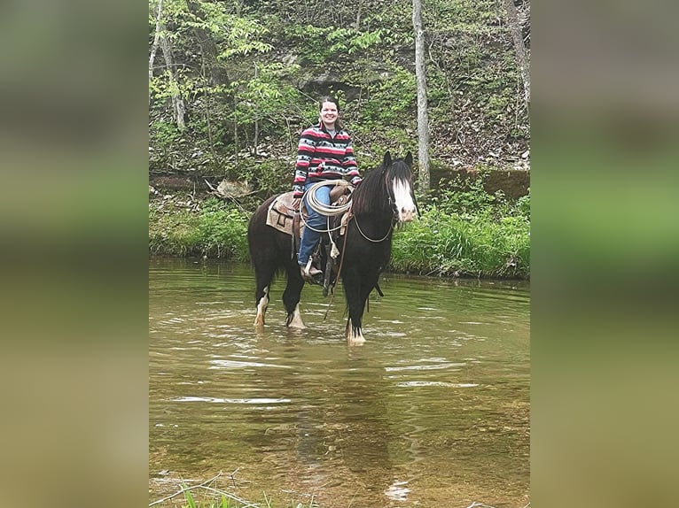 Gypsy Horse Gelding 10 years 13 hh Sabino in Bristol