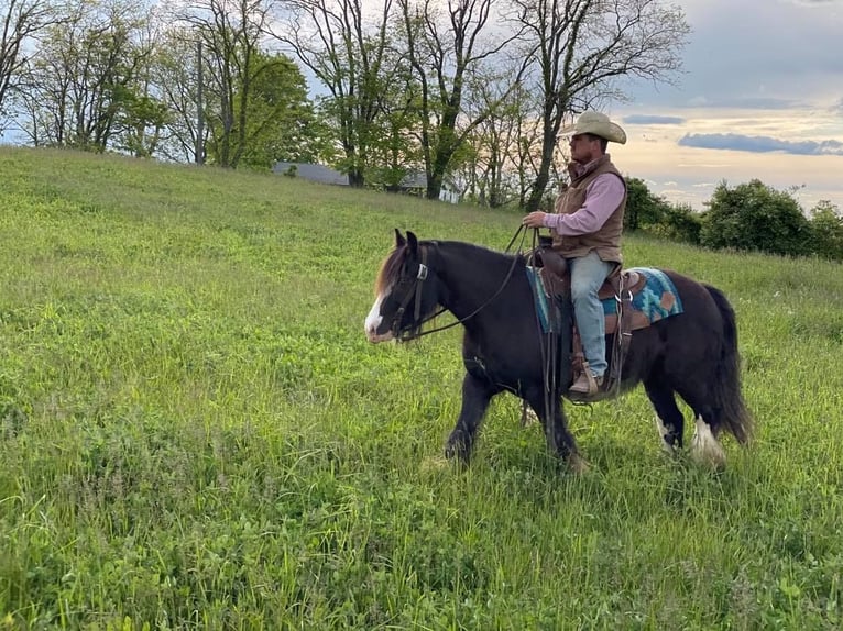 Gypsy Horse Gelding 10 years 13 hh Sabino in Bristol