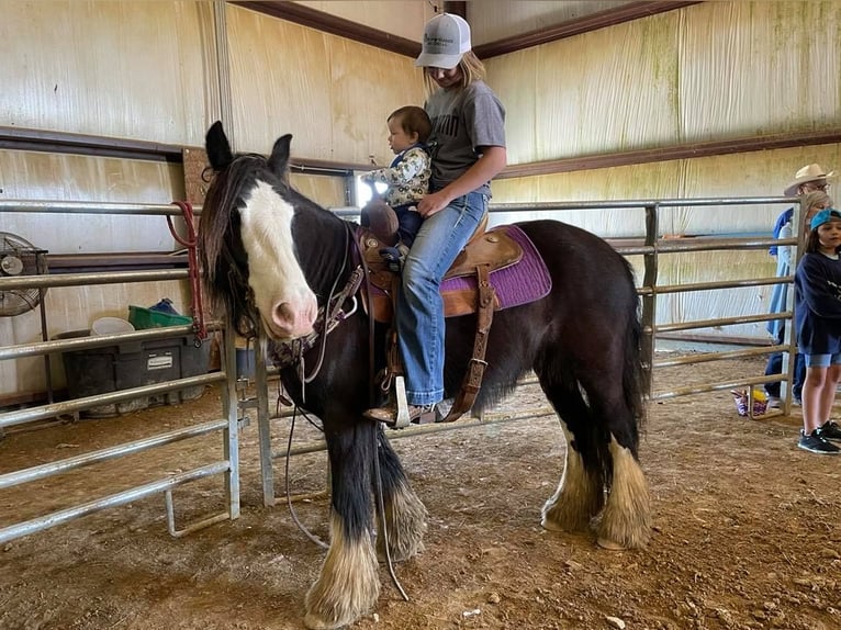 Gypsy Horse Gelding 10 years 13 hh Sabino in Bristol