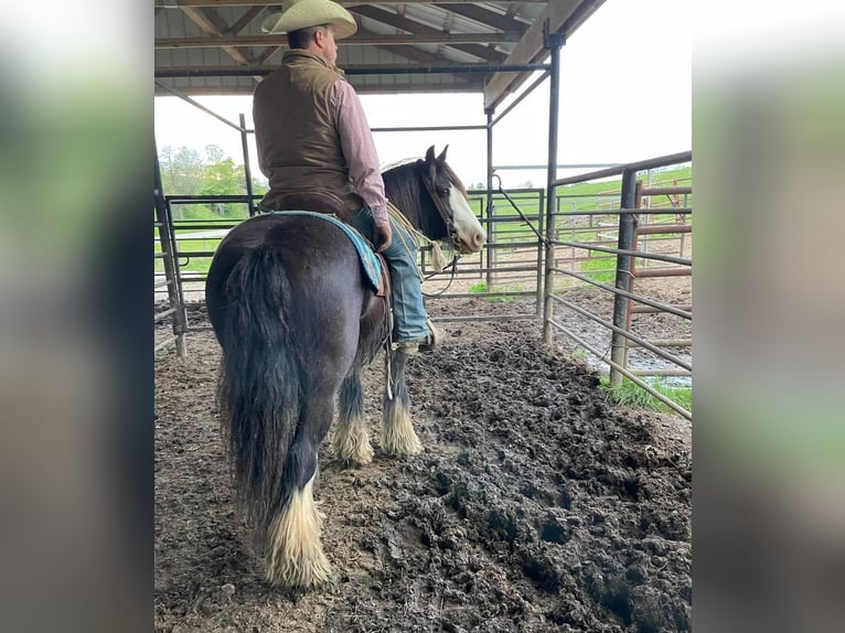 Gypsy Horse Gelding 10 years 13 hh Sabino in Bristol