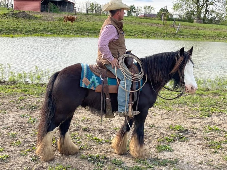 Gypsy Horse Gelding 10 years 13 hh Sabino in Bristol