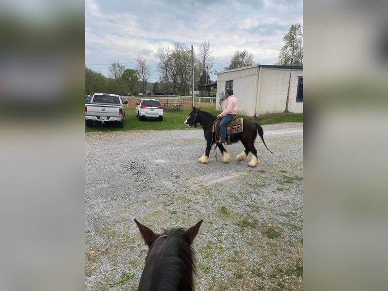 Gypsy Horse Gelding 10 years 13 hh Sabino in Bristol