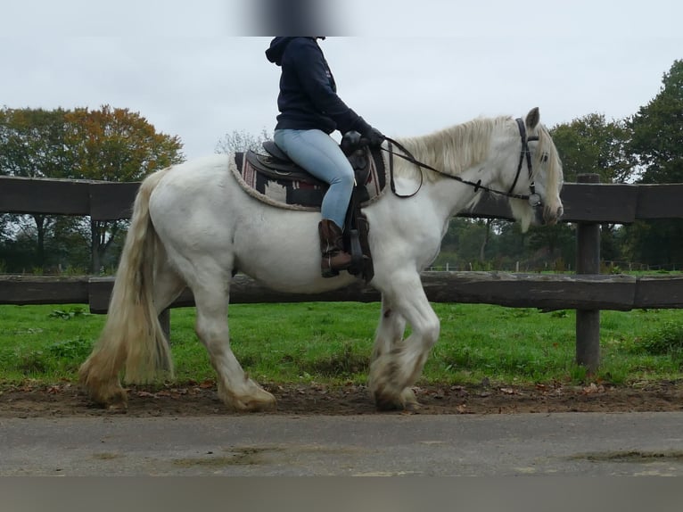 Gypsy Horse Gelding 10 years 13,2 hh Grey in Lathen